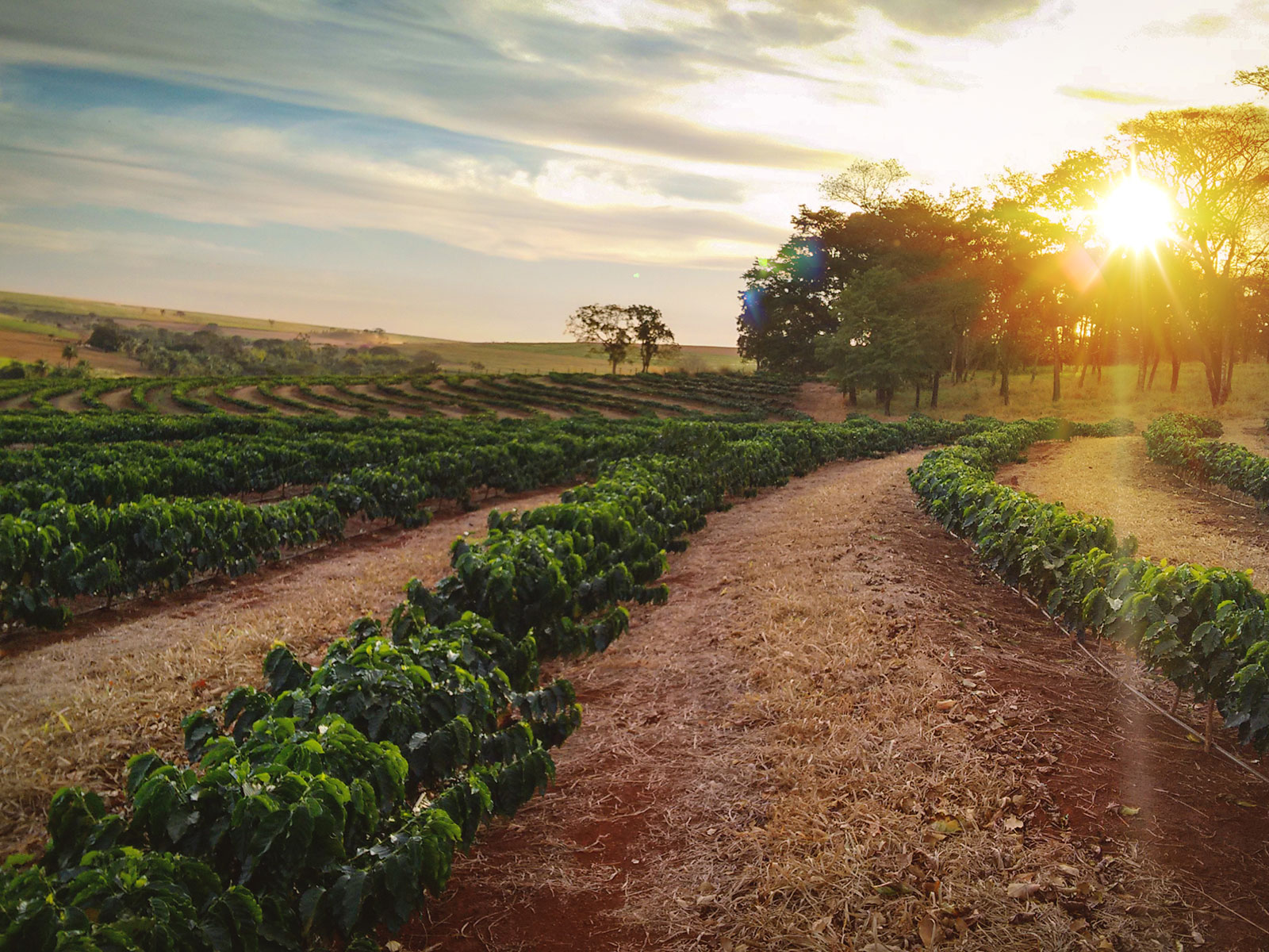 Coffee Agriculture - HD Wallpaper 