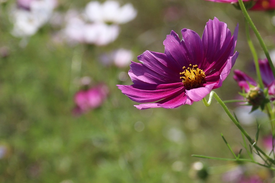 Cosmos, Flowers, Wallpaper, Nature, Plant, Blossom - Fleurs Fond D Ecra - HD Wallpaper 