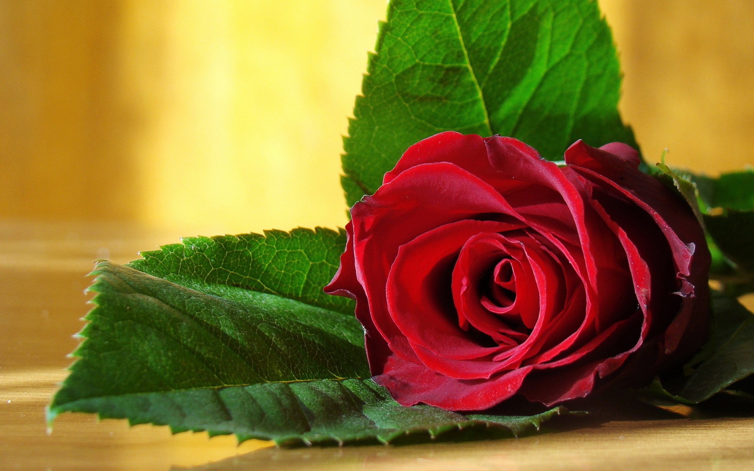 2560x1600, Love Flower Wallpaper 445 
 Data Id 322350 - Flower Love Beautiful Good Morning - HD Wallpaper 