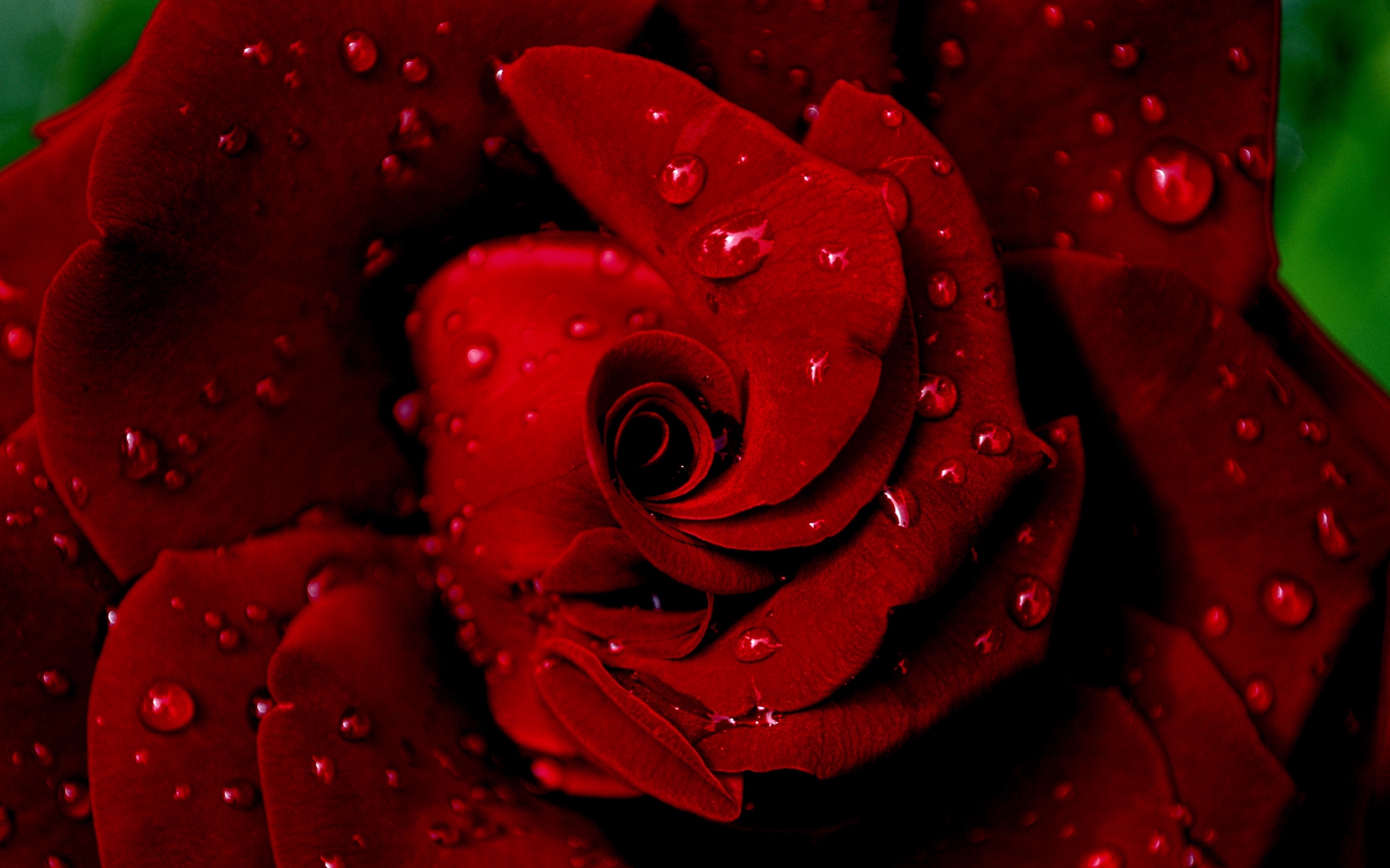Rain On Flowers Wallpaper Hd - HD Wallpaper 