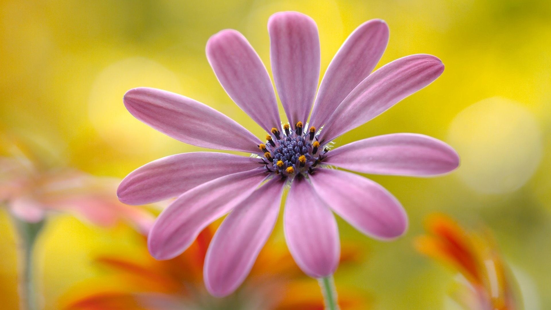 Pink Nature Flower Wallpapers Free Download Desktop - Beautiful Full Hd Natural Flower - HD Wallpaper 