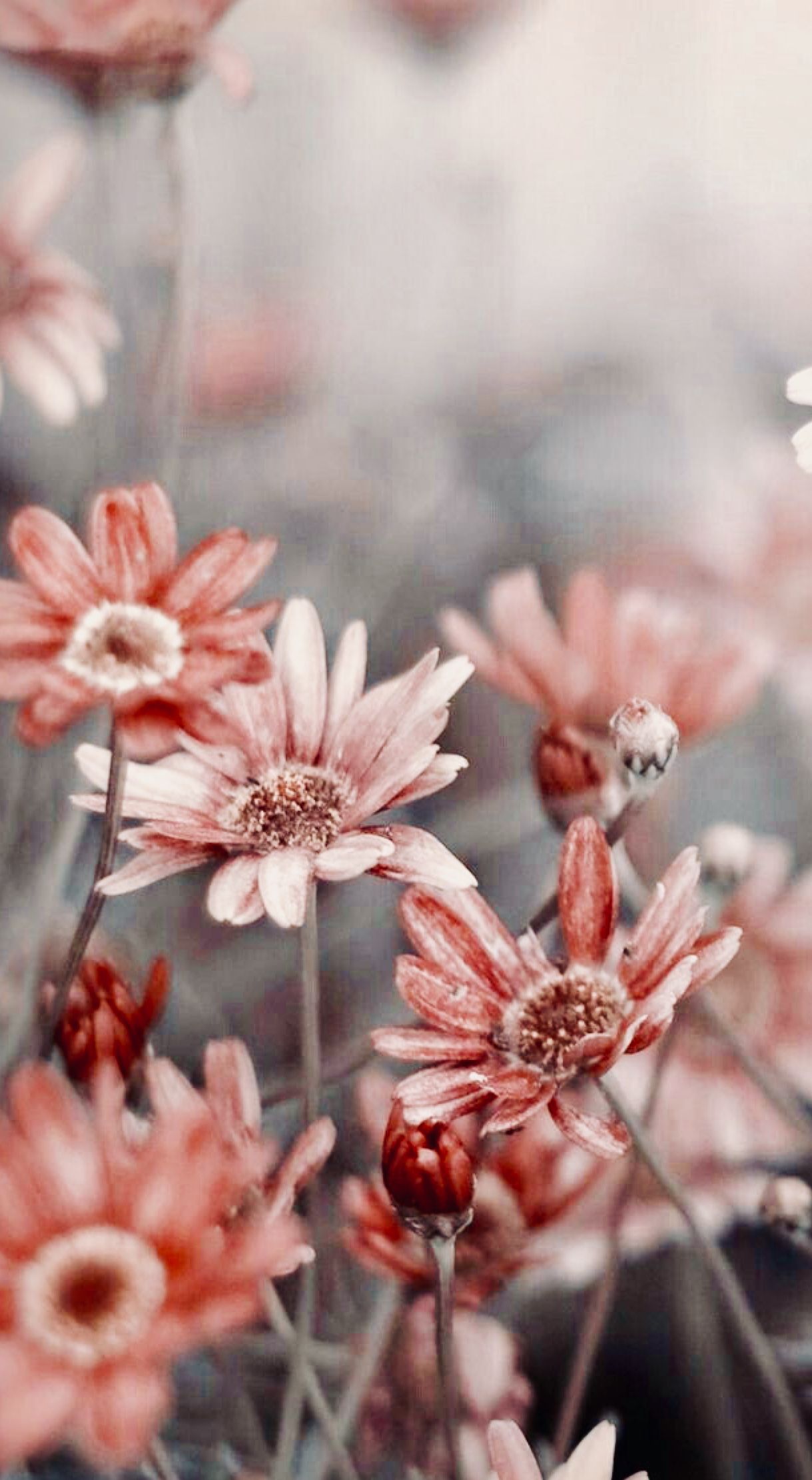 Hintergrundbild Iphone Blumen - HD Wallpaper 