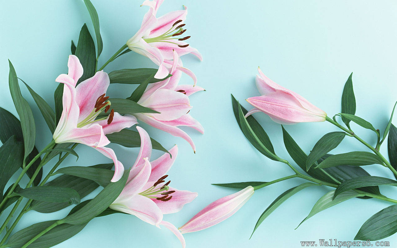 Lily Flower Wallpaper - Lilium Flower Wallpaper Hd - HD Wallpaper 