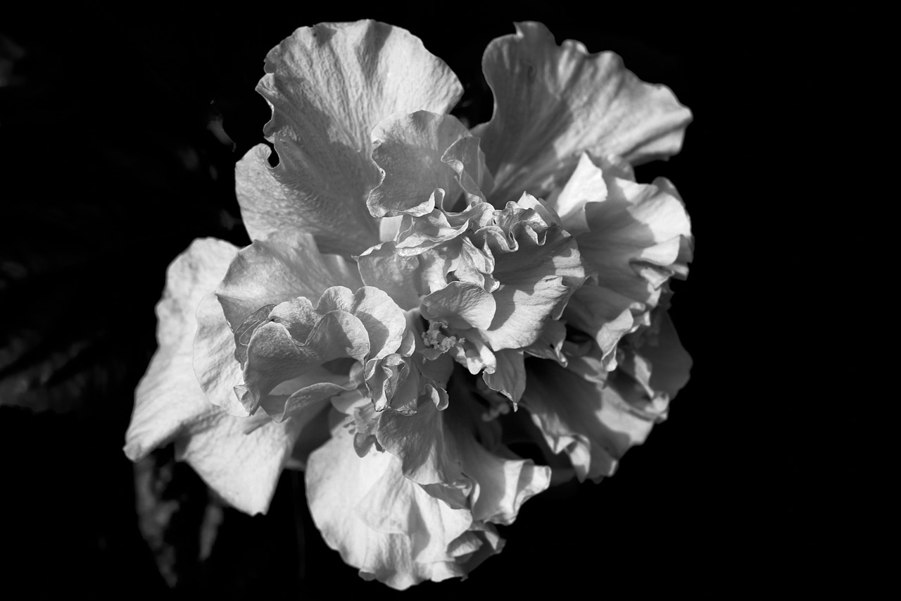 Nature Flower Wallpaper Free Photo - Carnation - HD Wallpaper 