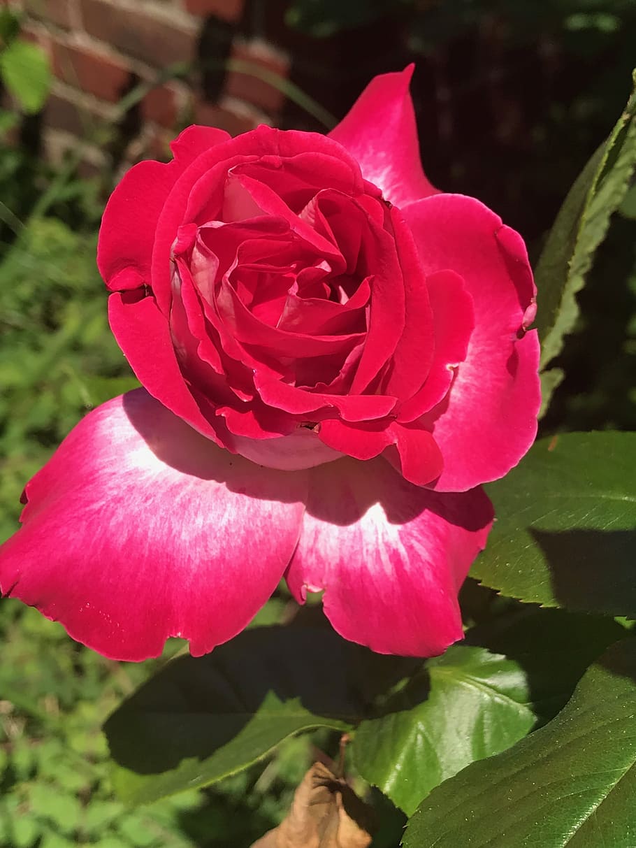Flower, Nature, Beautiful Flower, Bloom, Garden, Blossom, - Hybrid Tea Rose - HD Wallpaper 