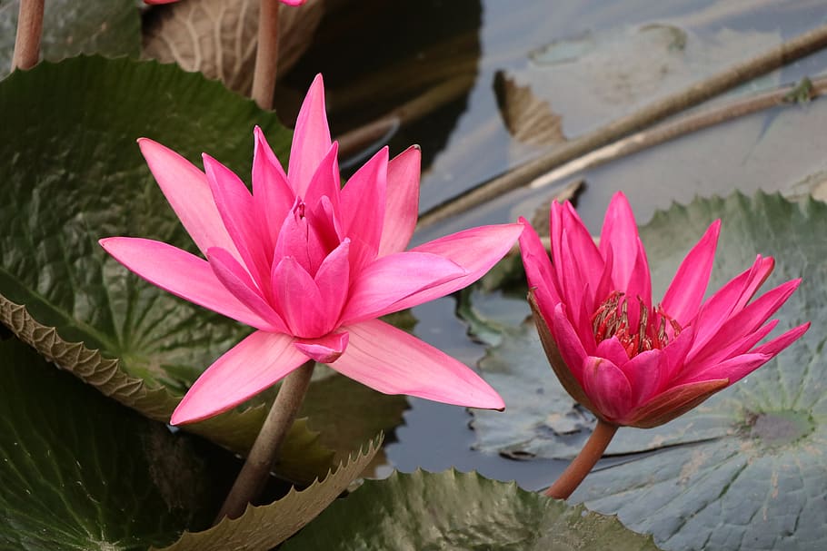 Multiple, Waterlily, Pink, Nice, Flowers, Leaf, Pond, - Water Lily - HD Wallpaper 