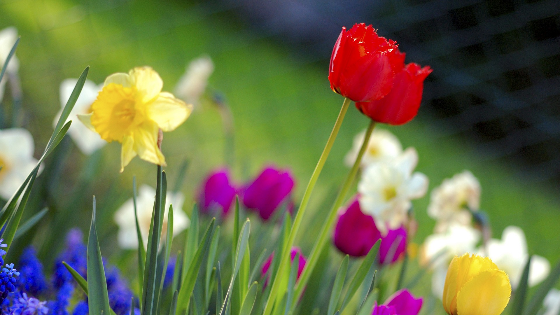 Spring - HD Wallpaper 