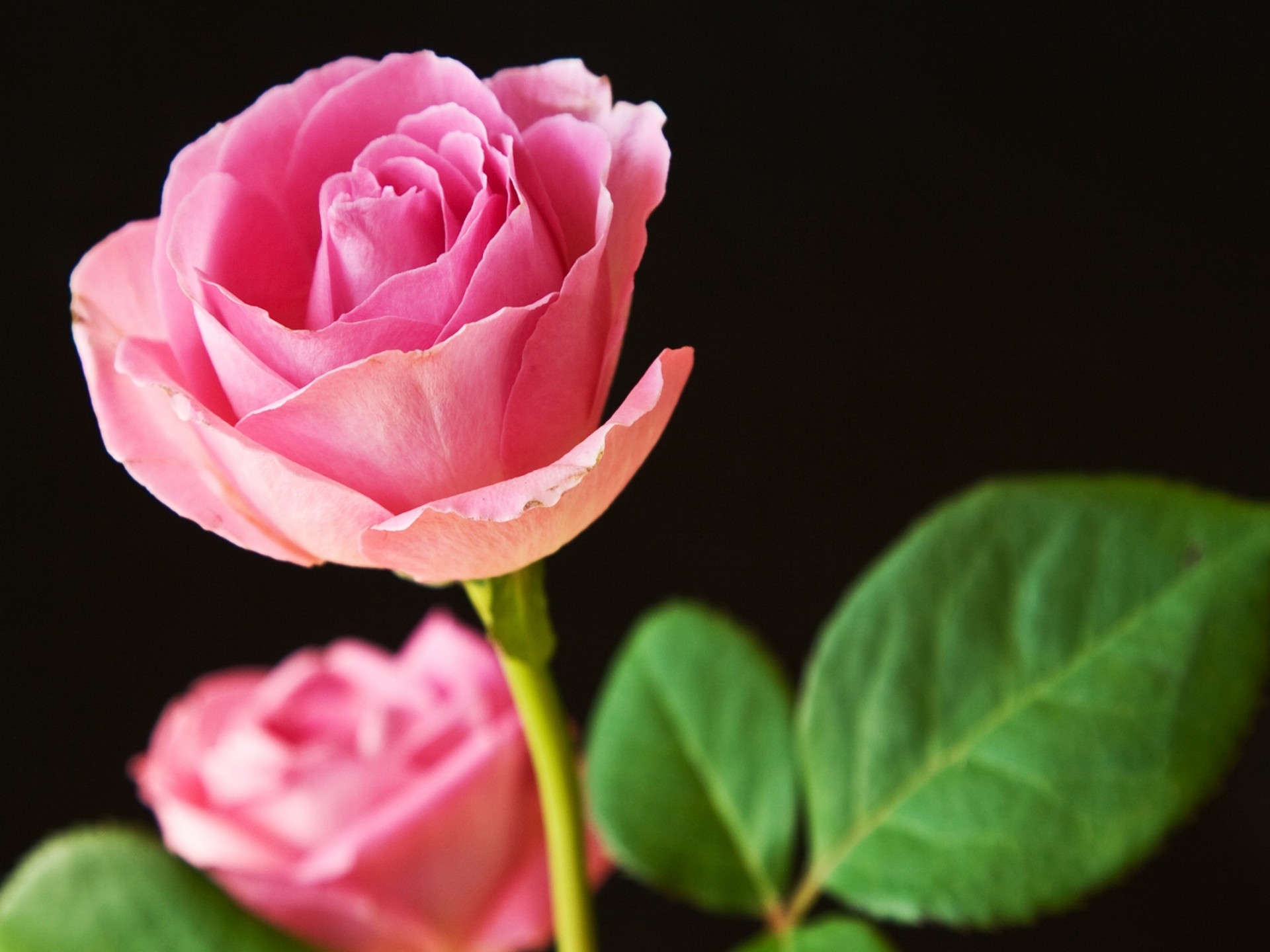 Single Rose Flower Hd - HD Wallpaper 