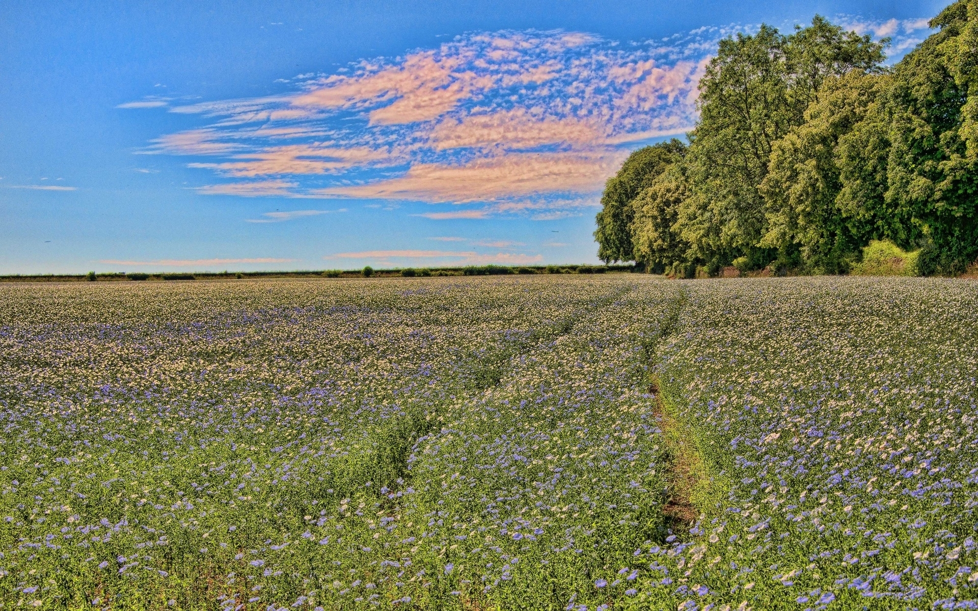 Field - HD Wallpaper 