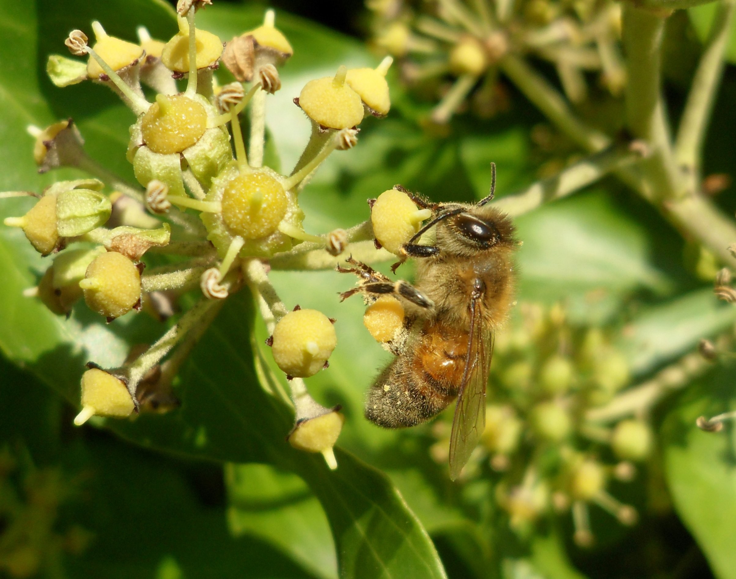 Display,amazing, Flower, Insect, Flowers,bee, Mac Wallpapers, - Bee - HD Wallpaper 