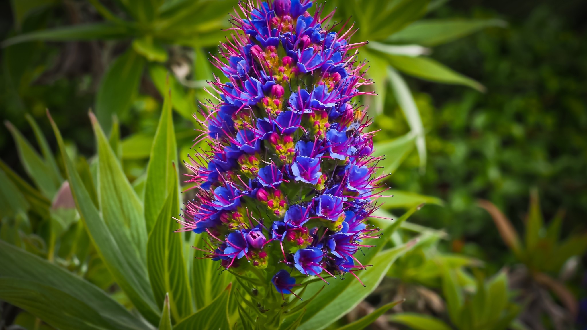 Wallpaper Exotic Flower, Grass, Bud 
 Data-src /w/full/0/5/f/222986 - Exotic Flowers - HD Wallpaper 