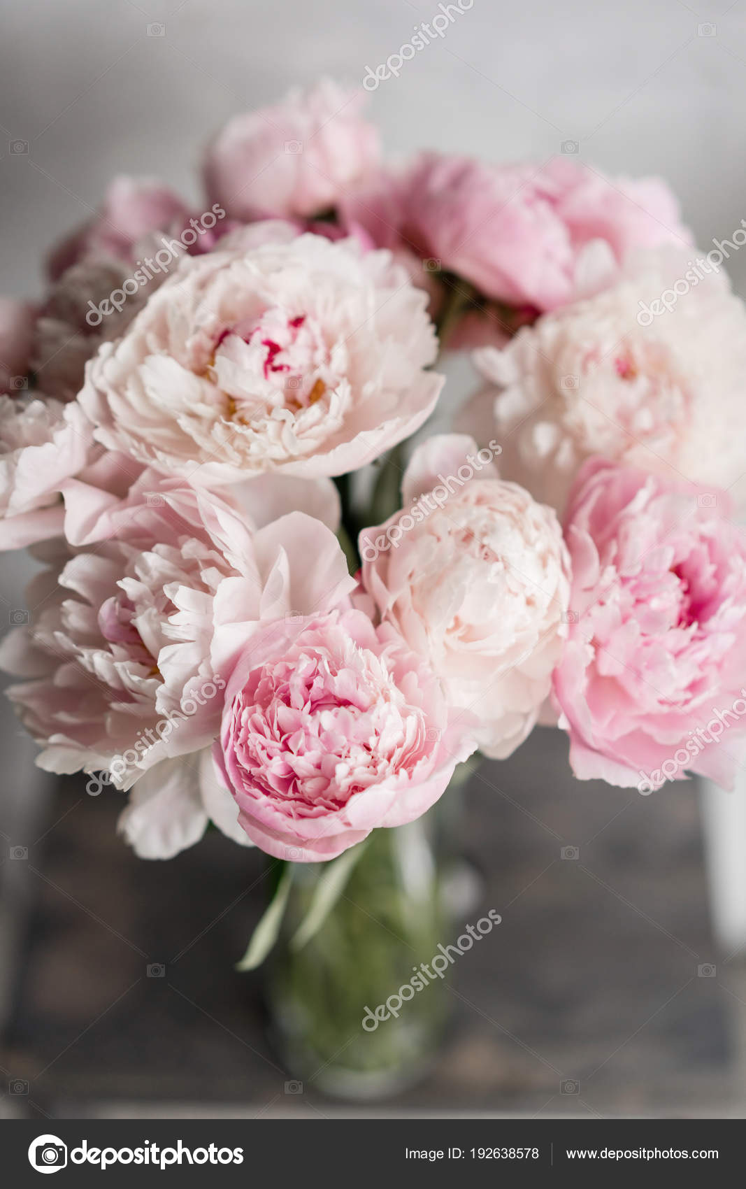 Peonies Pale Pink - HD Wallpaper 