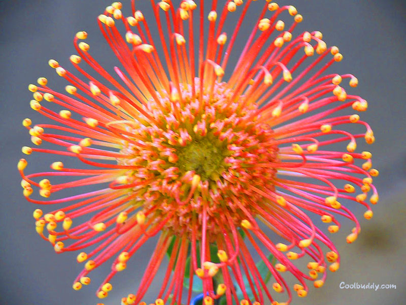 Common Zinnia - HD Wallpaper 