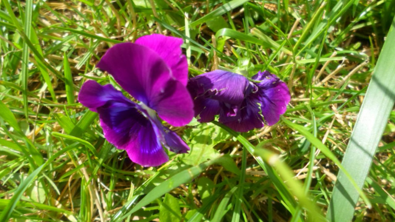 Amazing Views, Hd Wallpapers, Nature Images, Free Download - Viola - HD Wallpaper 