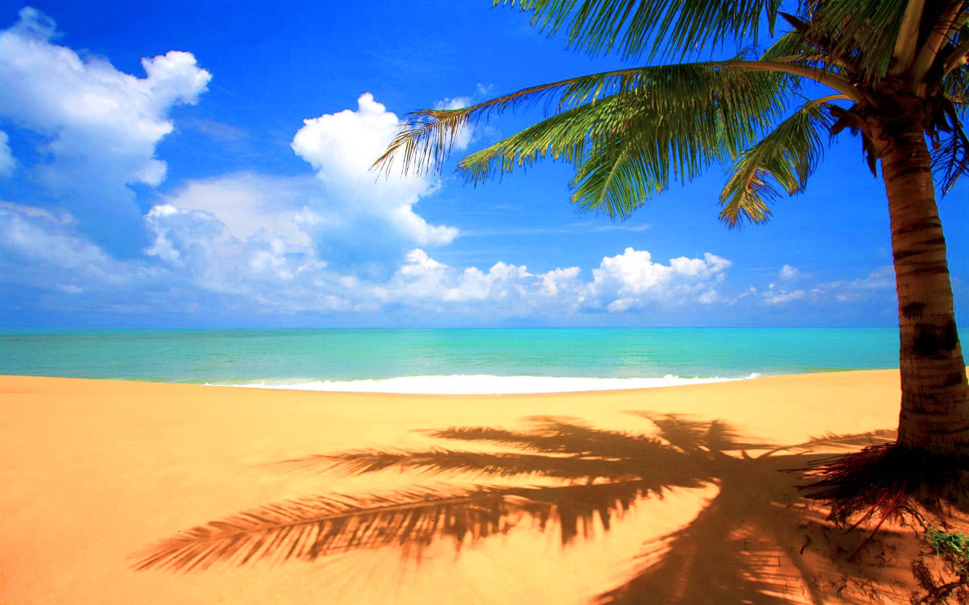 Beach And Palm Trees Background - HD Wallpaper 