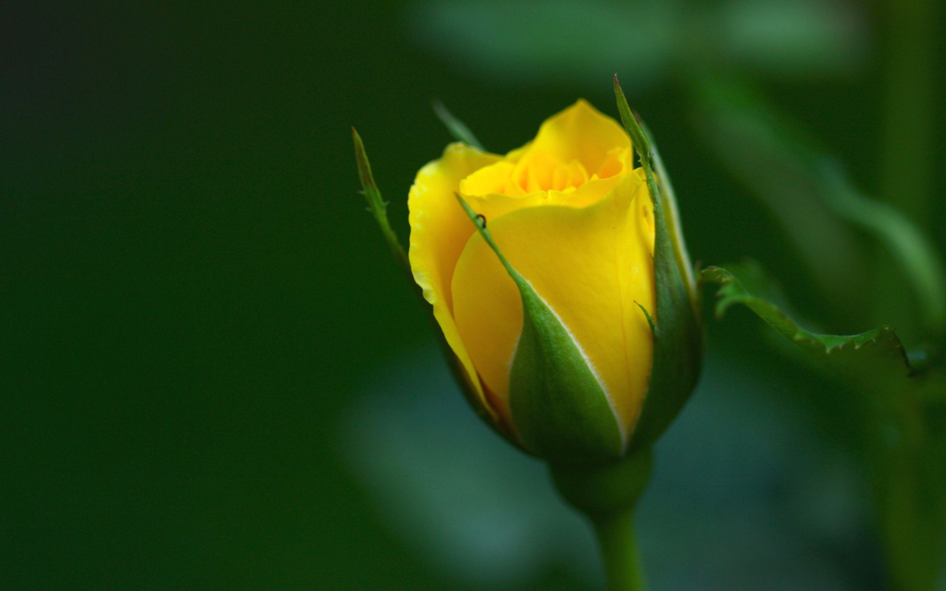 Yellow Rose Images Hd - HD Wallpaper 