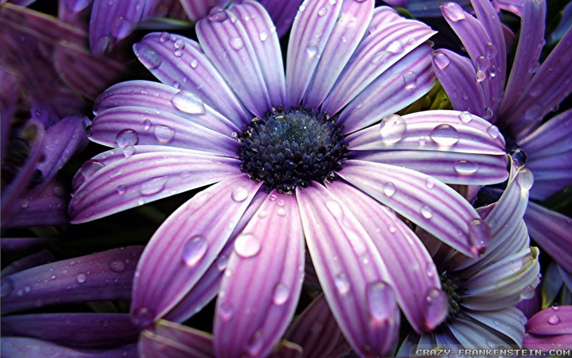 Big Size Wallpaper Flowers - HD Wallpaper 