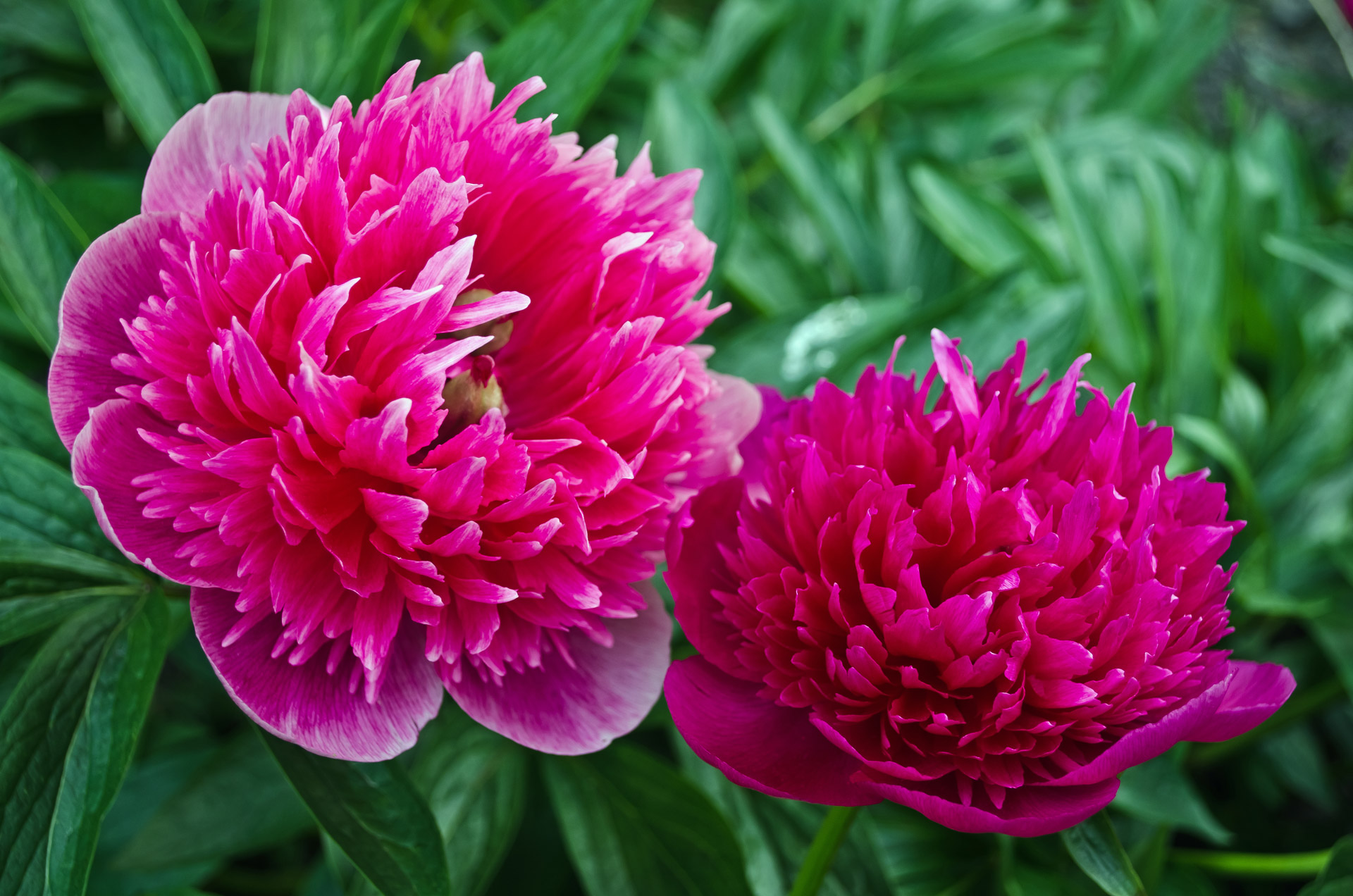 Flowers Flower Spring Free Photo - Fleur De Printemps Ete - HD Wallpaper 