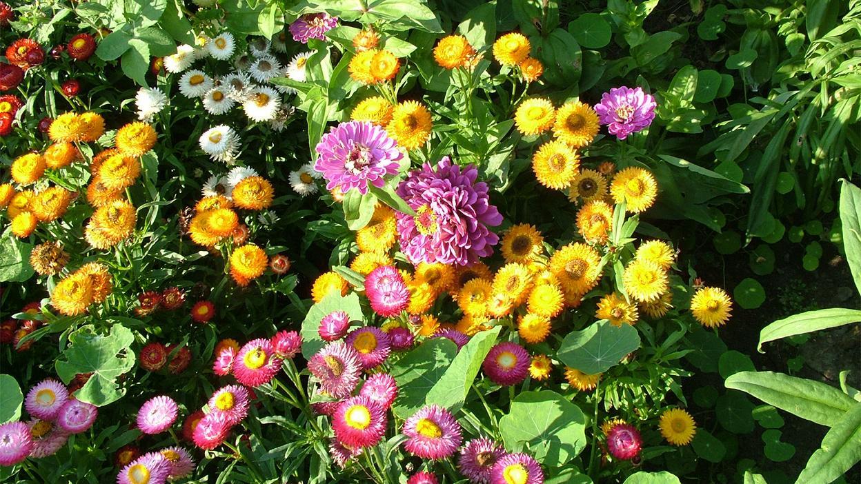 Beautiful Flowers Wallpapers - Summer Flowers - HD Wallpaper 