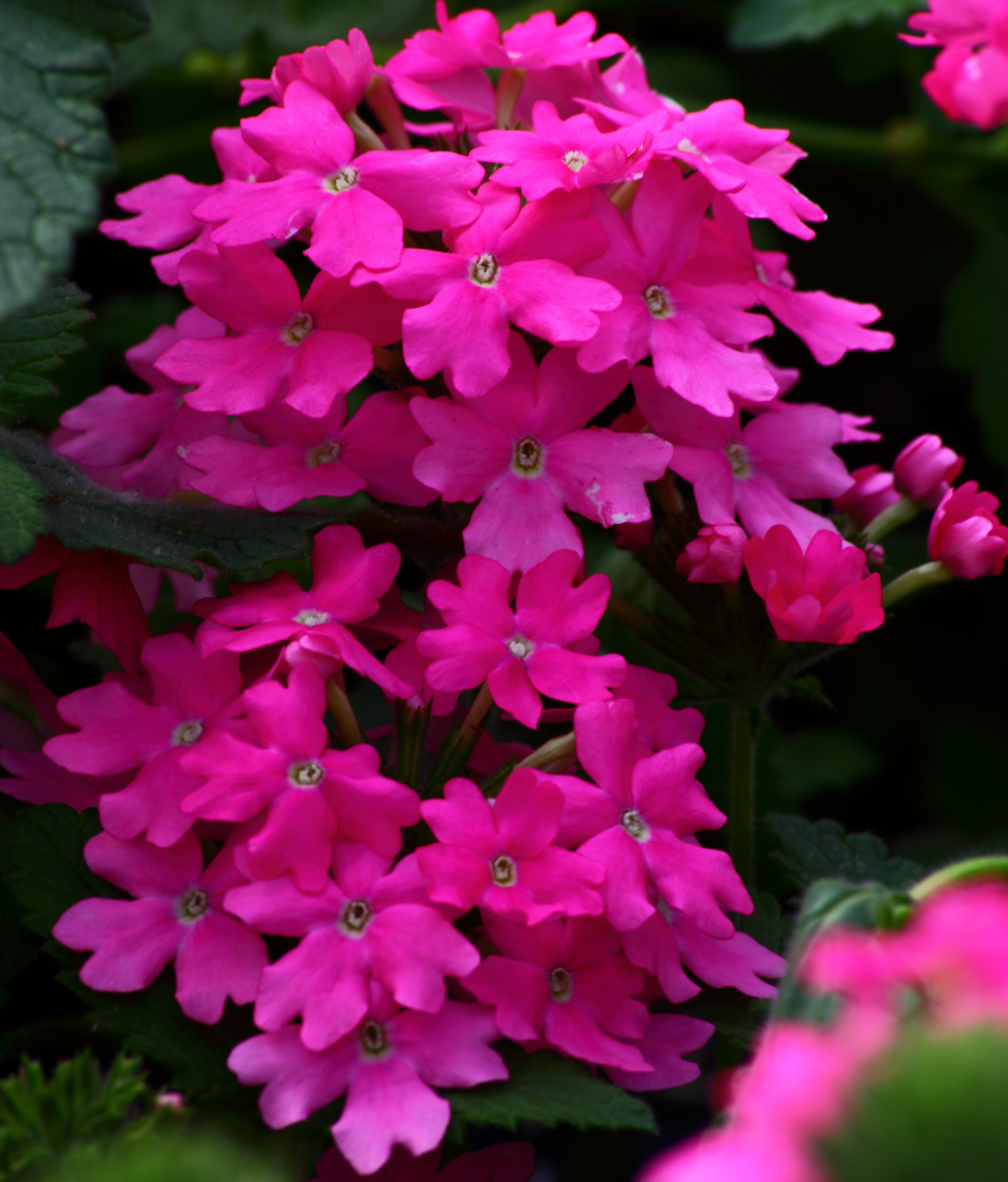 Pink Flowers - HD Wallpaper 