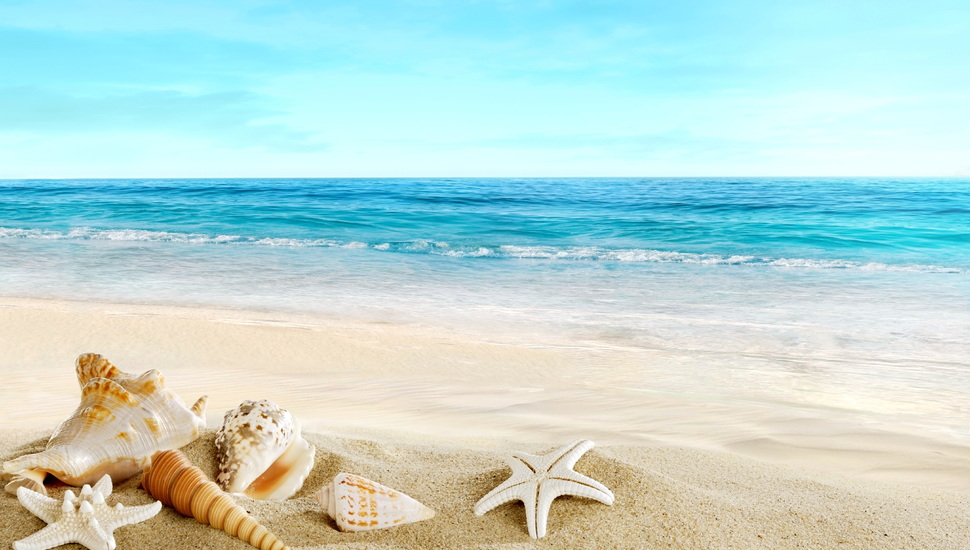 Seashells, Sea, The Beach, Shells, Sand, Sand, Beach - Sandy Beach Clip Art - HD Wallpaper 