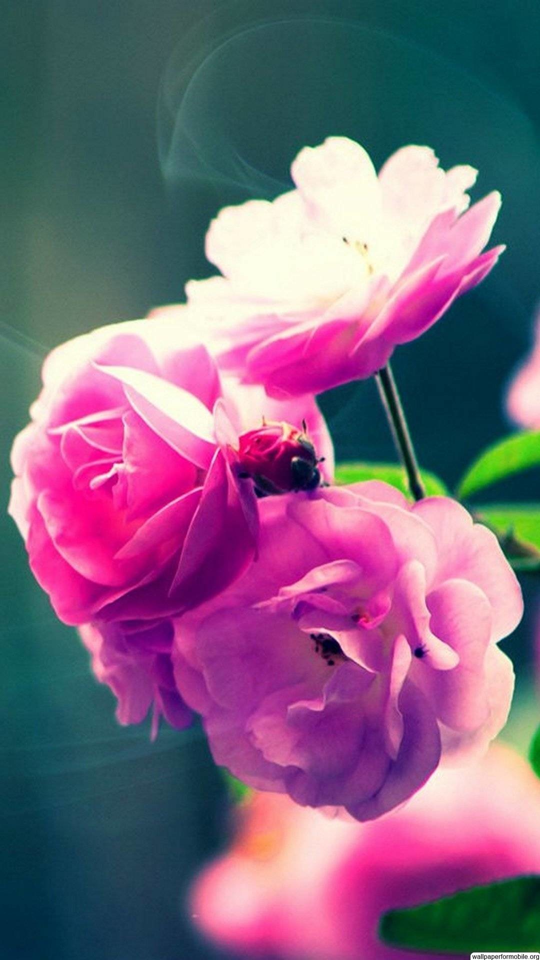 1080x1920, Download This Wallpaper 
 Data Id 270339 - Beautiful Flower Wallpaper Hd - HD Wallpaper 