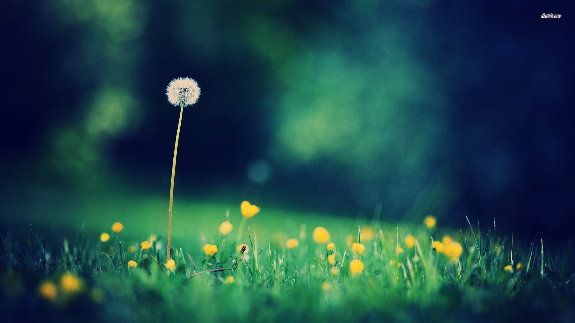 Dandelion Latest Wallpapers - Editing Natural Wallpapers Nature Background - HD Wallpaper 
