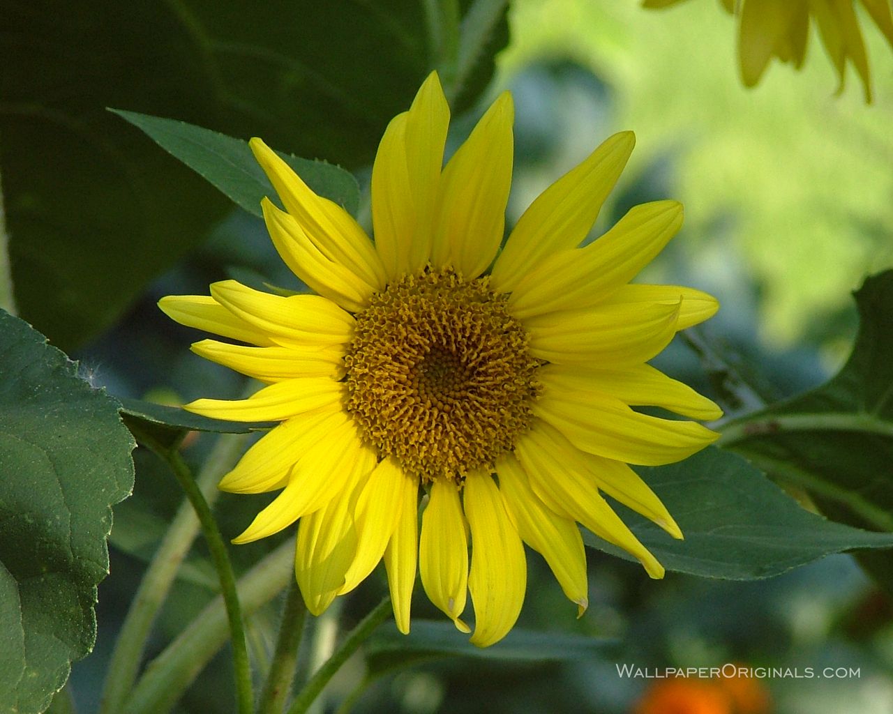 Lovely - Sunflower - HD Wallpaper 