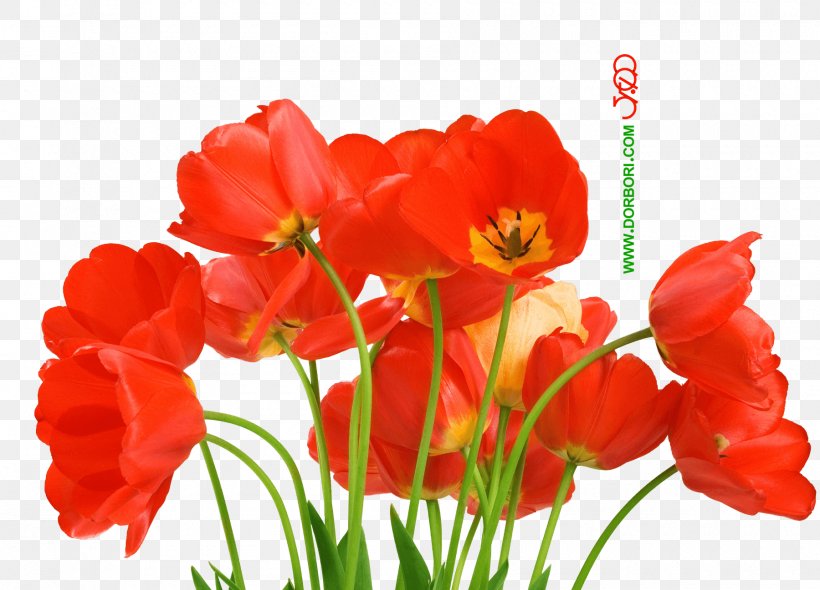 Desktop Wallpaper Flower Love Petal, Png, 1800x1297px, - Download Pretty Flowers - HD Wallpaper 