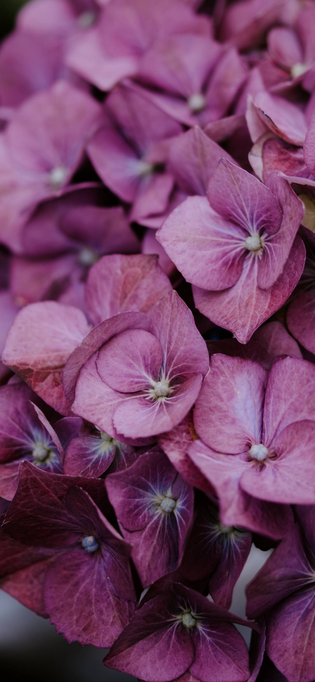 Flower Wallpaper Hd For Phone 131 - Wallpaper - HD Wallpaper 