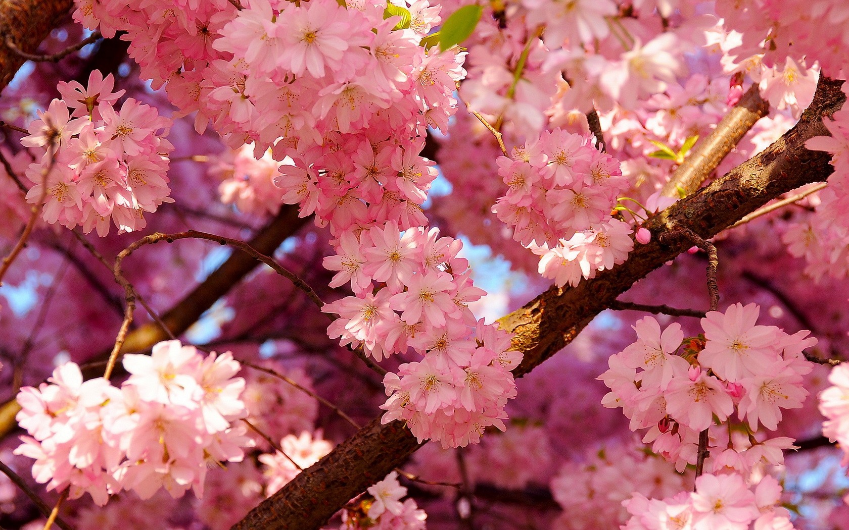 Wallpapers, Botanic,flowers, Nature, Desktop Backgrounds - Washington Dc Cherry Blossom Peak 2019 - HD Wallpaper 