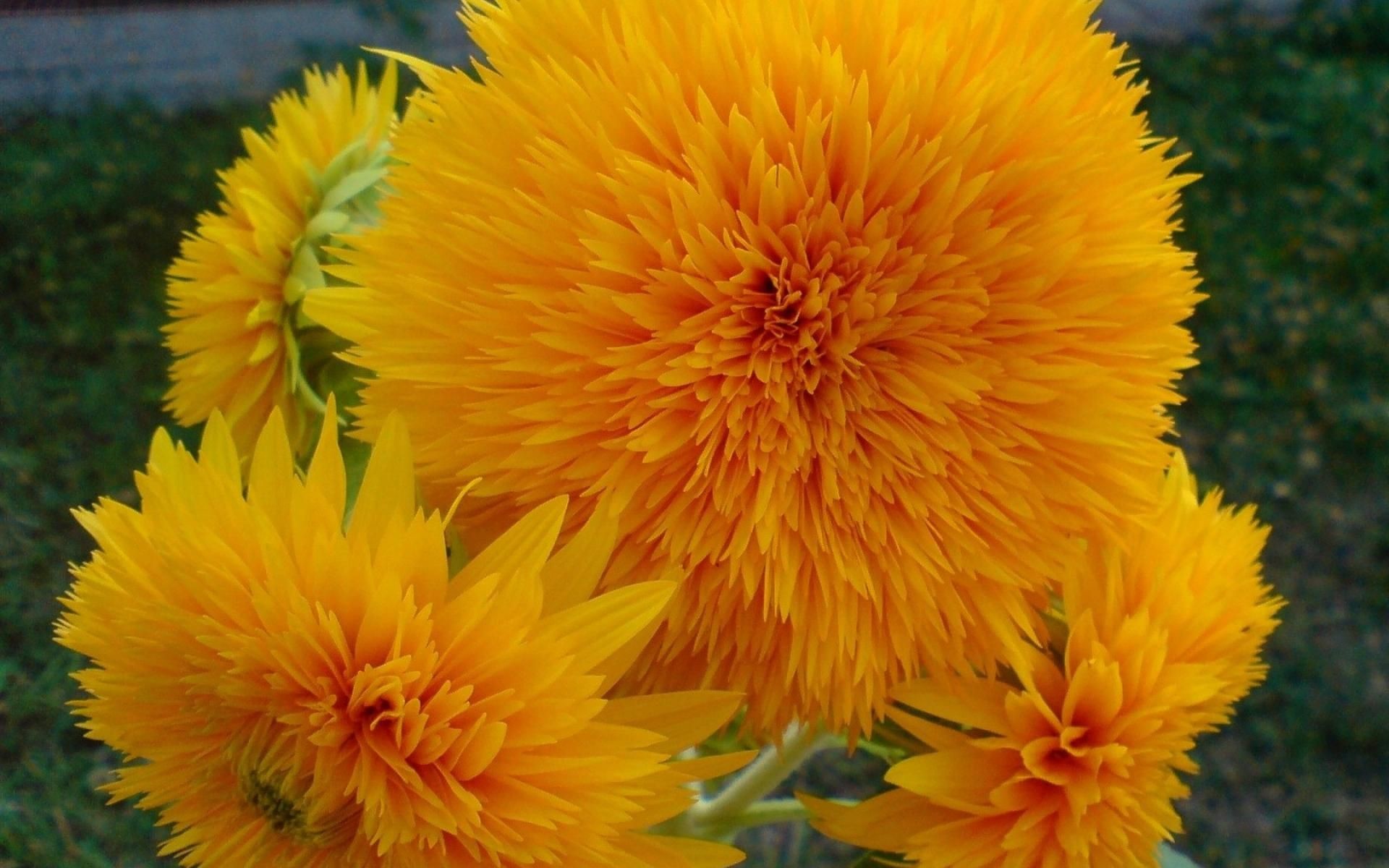 Nature Flowers Yellow Orange Colors Hd Wallpaper - Flower Image Hd Free Download - HD Wallpaper 