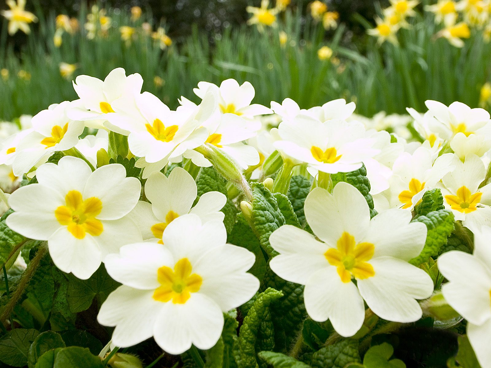 Images Of Spring Flowers And Wallpapers Download - White And Yellow Spring Flowers - HD Wallpaper 