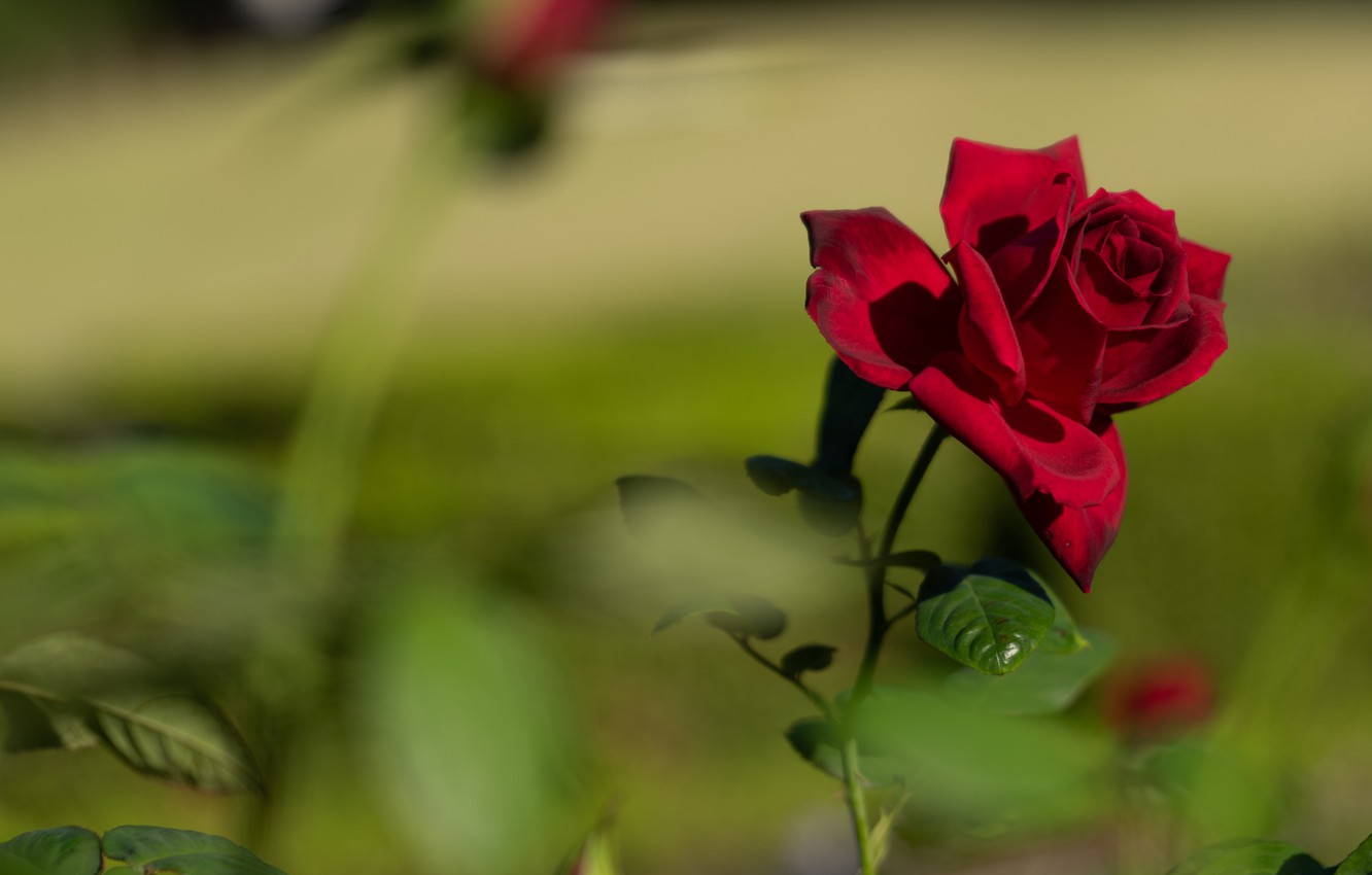 Photo Wallpaper Red, Rose, Flower, Flowers, Leaves, - Garden Roses - HD Wallpaper 