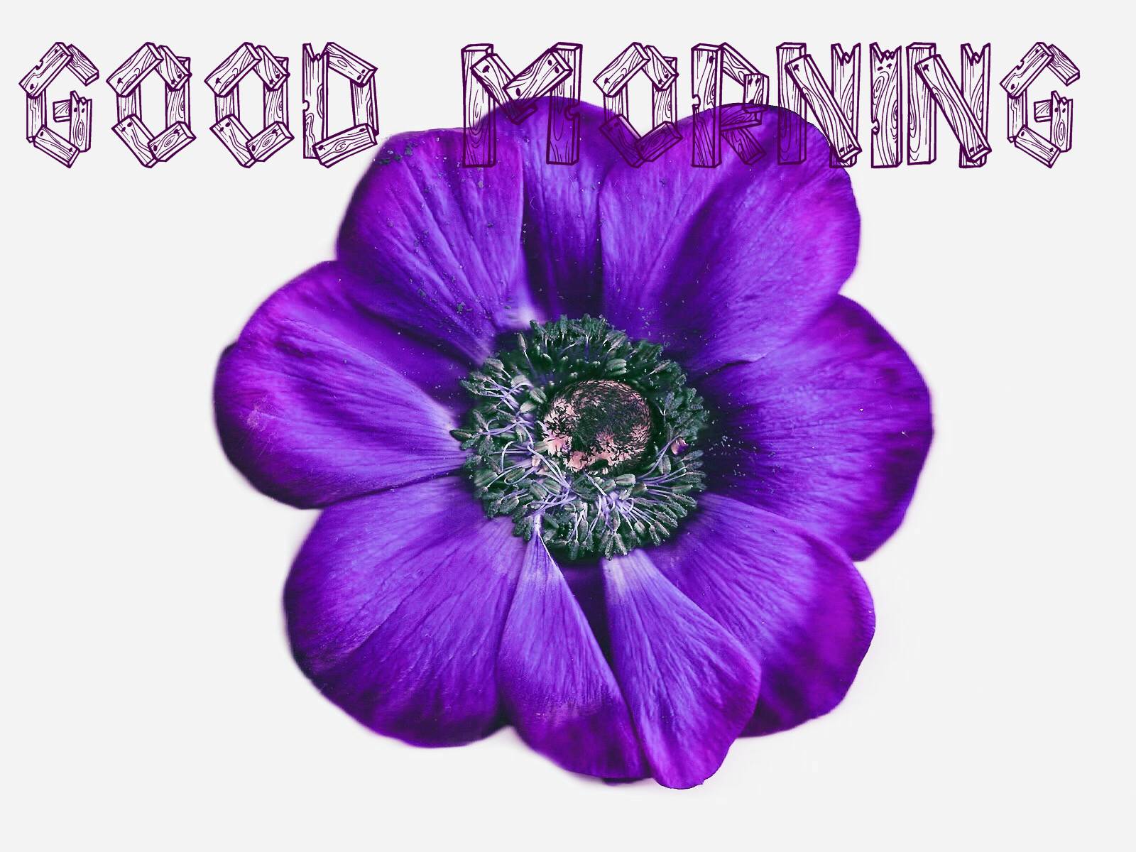 Good Morning Beautiful Flower Wallpaper - Viola - HD Wallpaper 