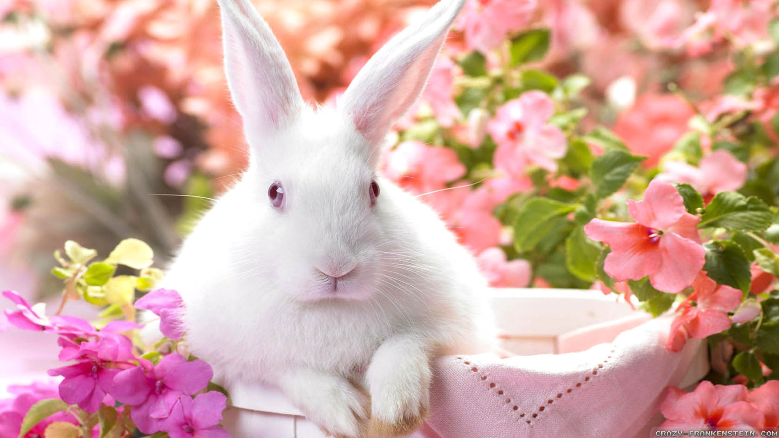 Beautiful Pictures For Easter - HD Wallpaper 