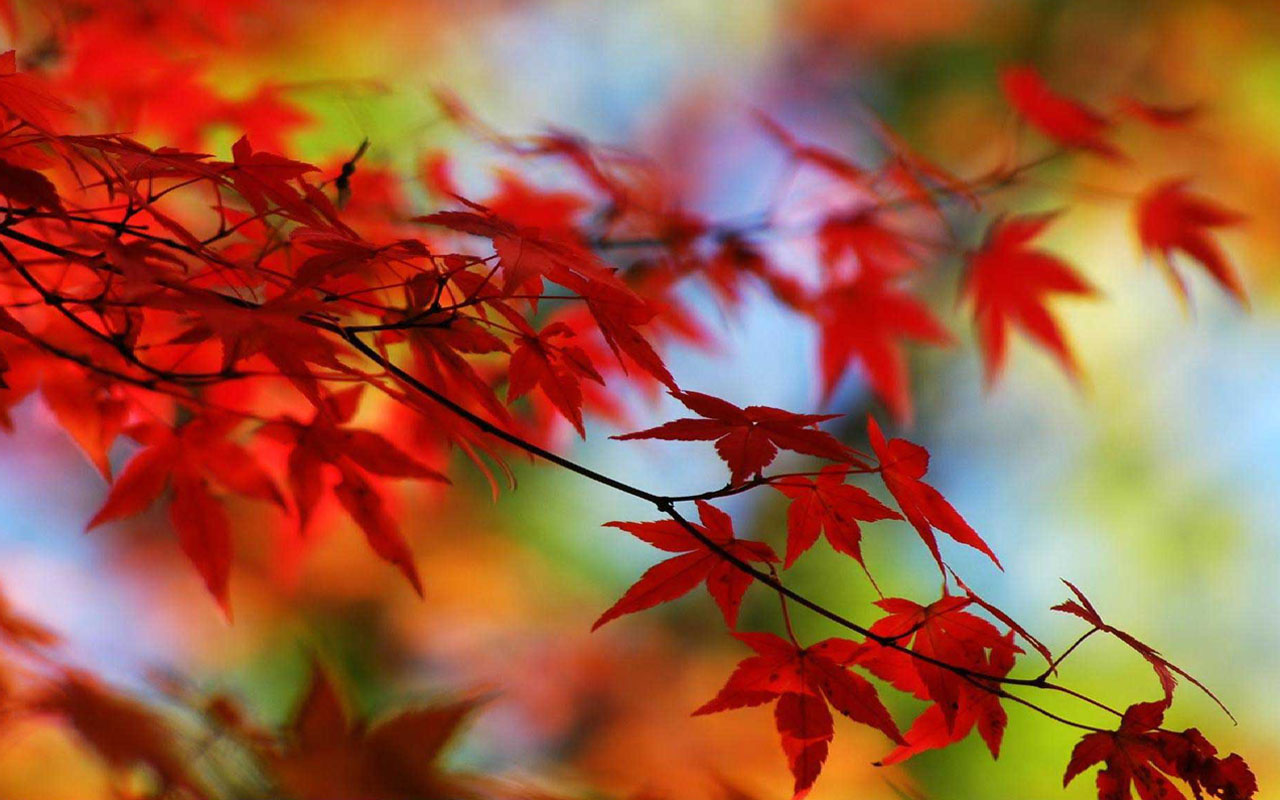 Latest Wallpaper For Laptop 1280x800 Wallpaper Teahub Io Latest Wallpaper For Laptop 1280x800 Wallpaper Teahub Io