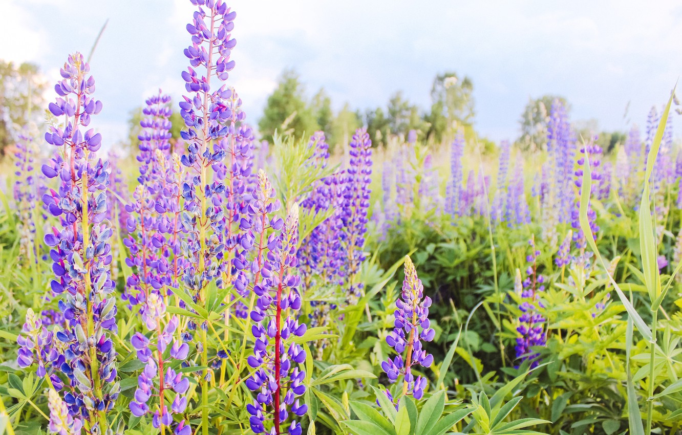 Photo Wallpaper Flowers, Nature, Flower - Fernleaf Lavender - HD Wallpaper 