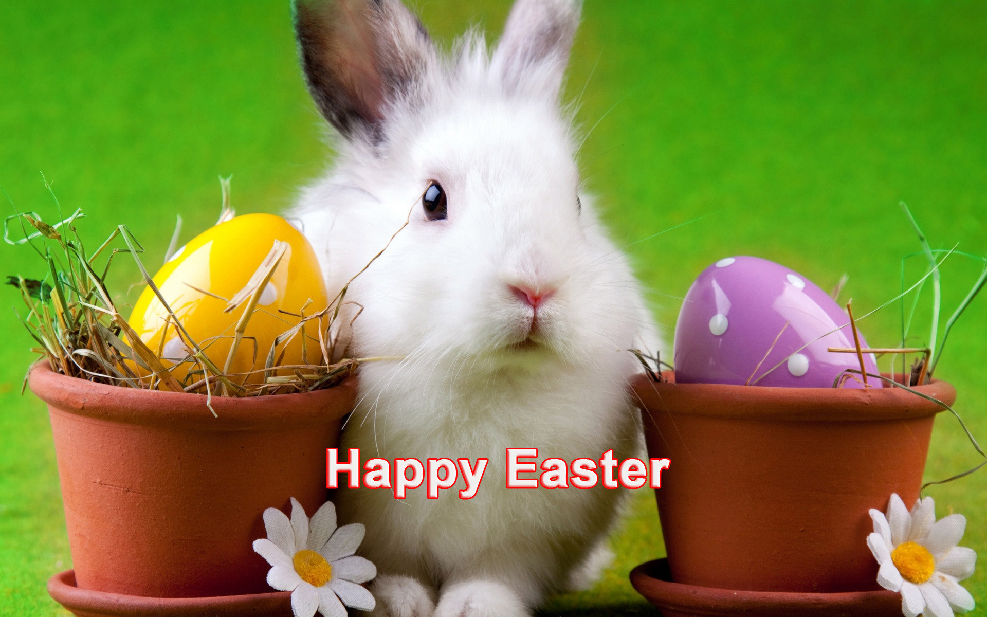 Happy Easter Cute White Bunny Hd Desktop Wallpapers - Easter Bunny Happy Easter - HD Wallpaper 