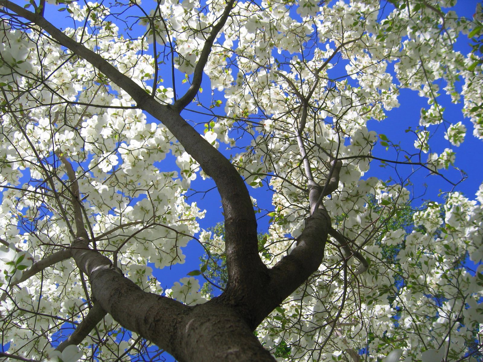 Flowering Dogwood Tree - HD Wallpaper 