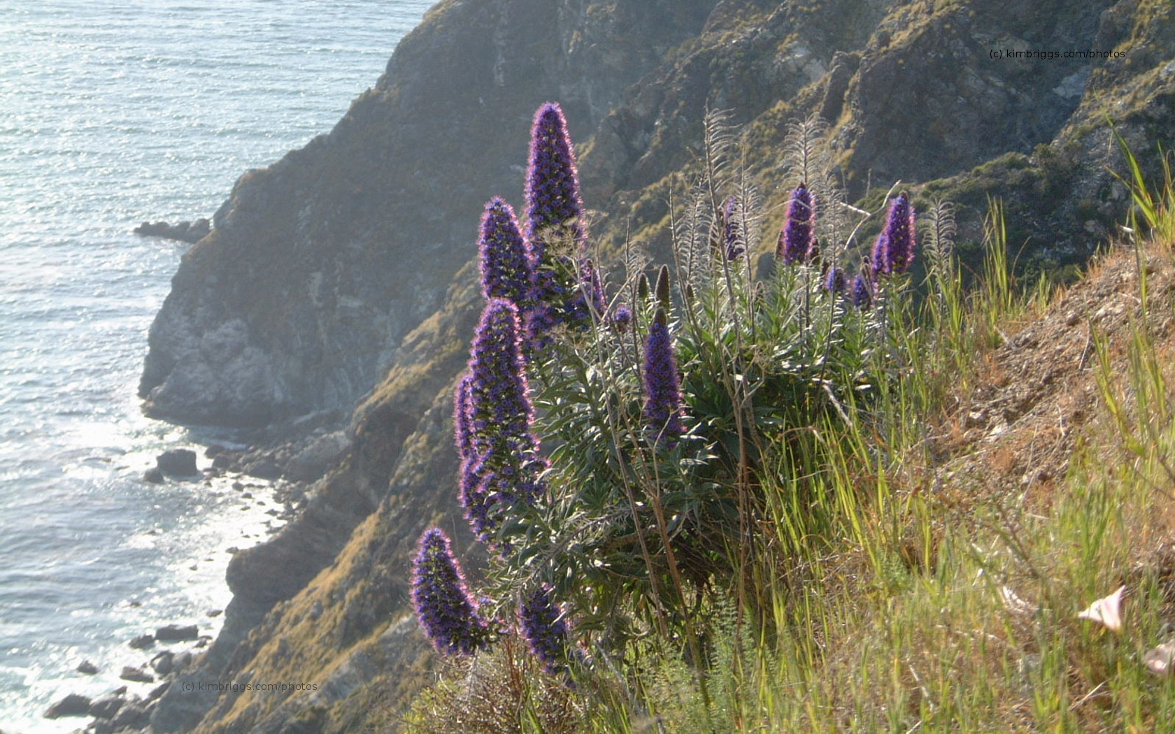 Lavandula Lanata - HD Wallpaper 