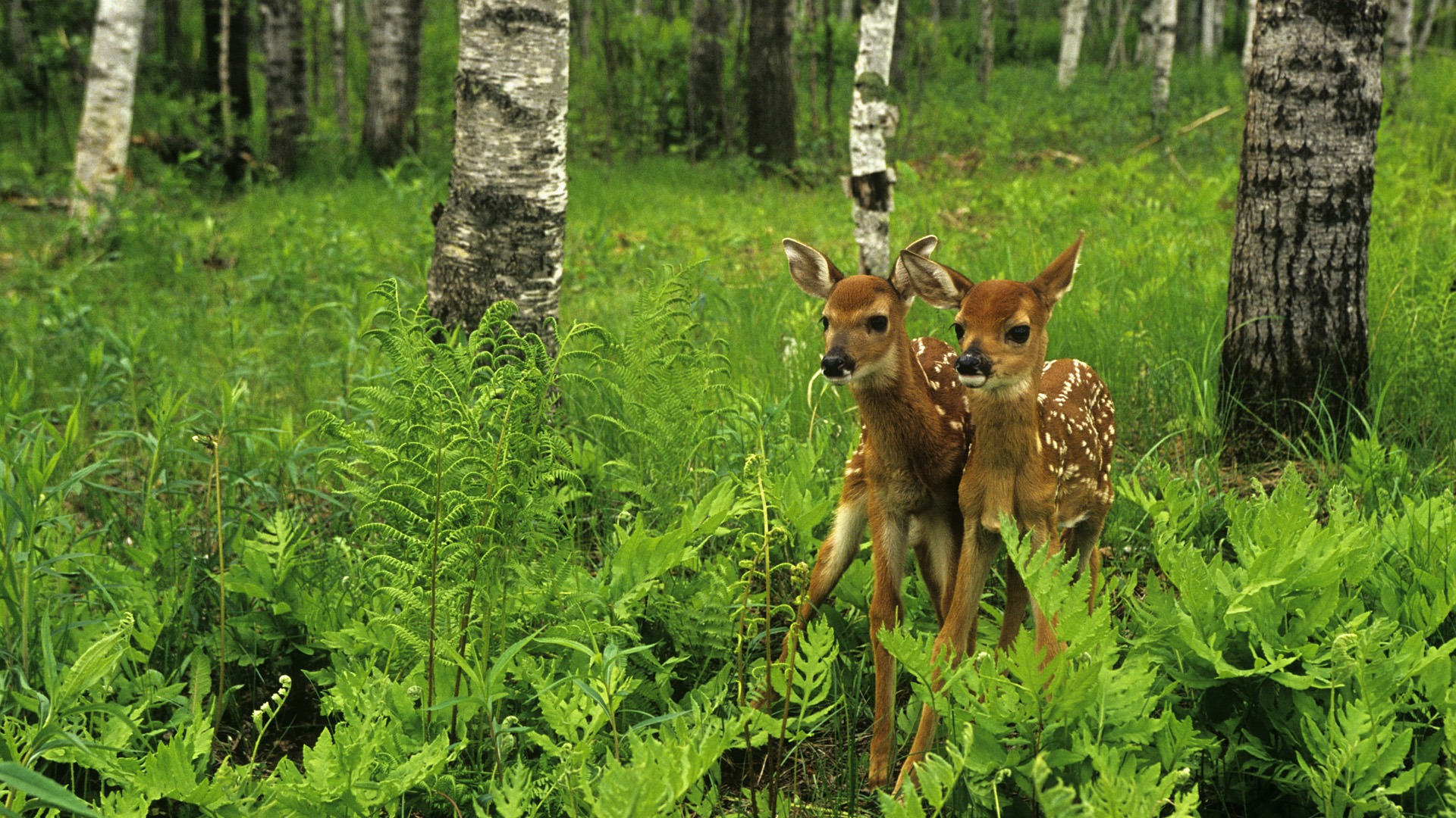 Forest Animals And Trees - 1920x1080 Wallpaper Forest Animals And Trees - 1920x1080 Wallpaper