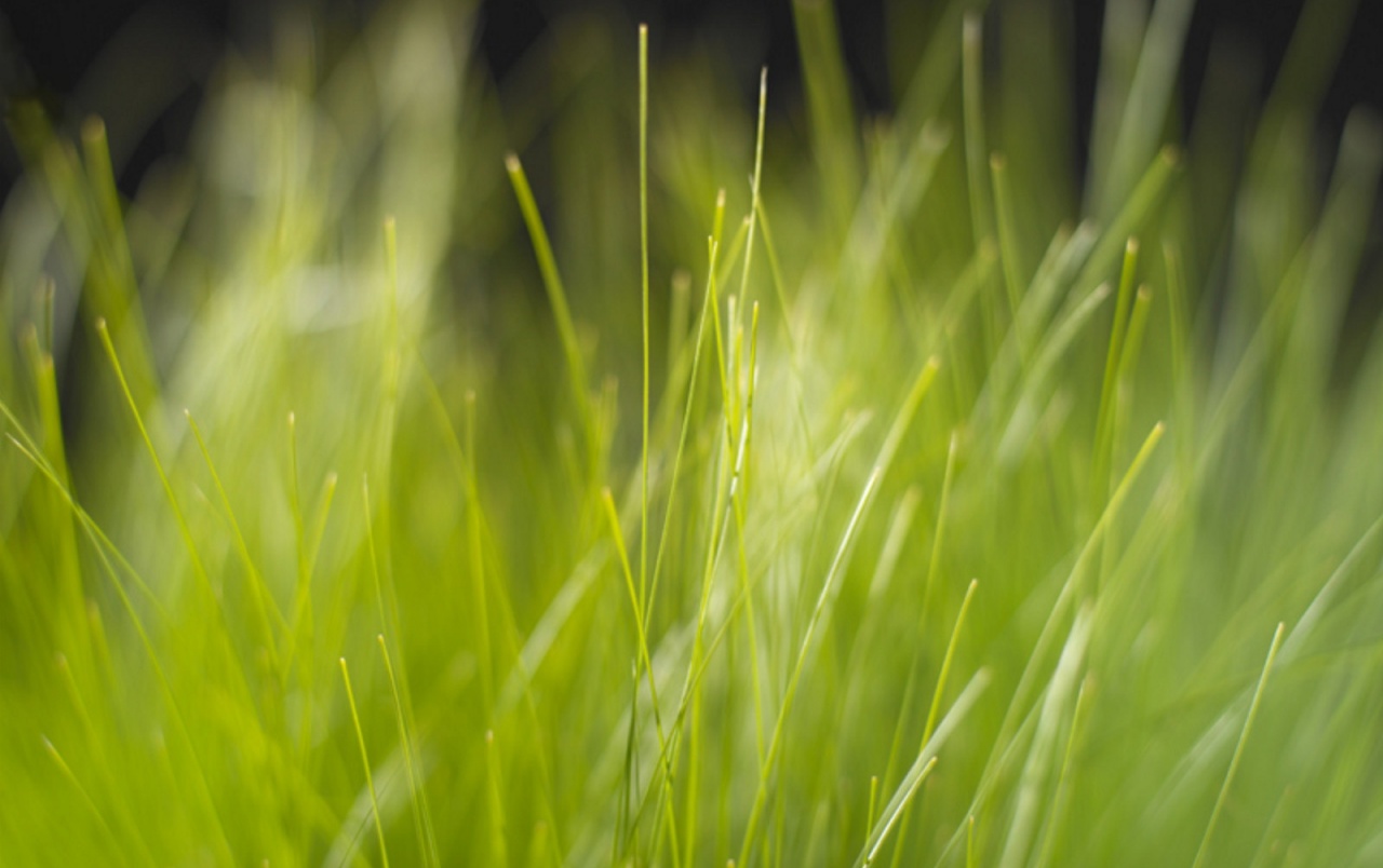 Vista Grass Wallpapers - Windows Vista Wallpaper Grass - HD Wallpaper 