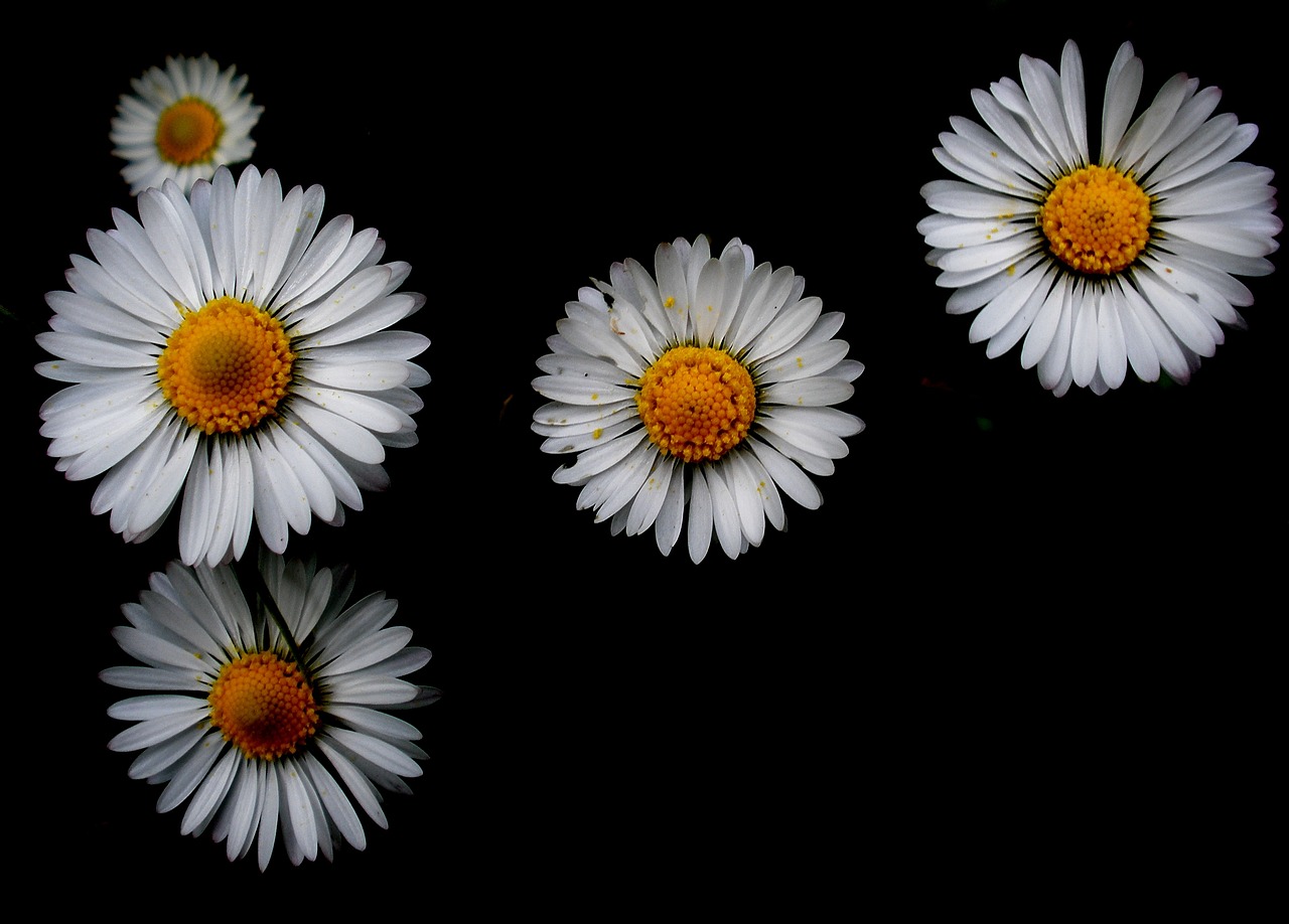 Pictures, Free Photos, Free Images, Royalty Free, Free - Daisy - HD Wallpaper 