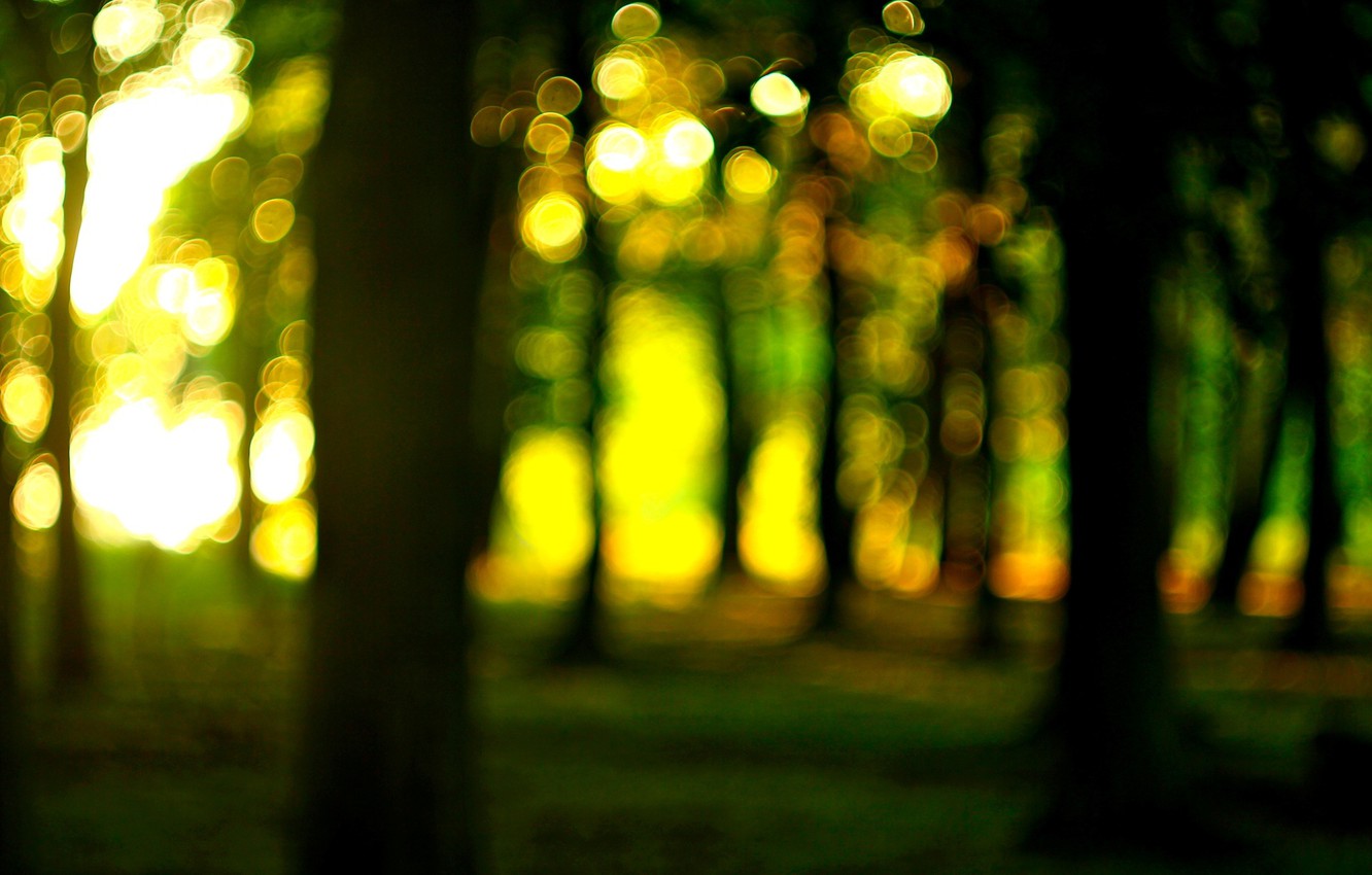 Photo Wallpaper Forest, The Sun, Macro, Trees, Nature, - Nature Blur Full Hd - HD Wallpaper 