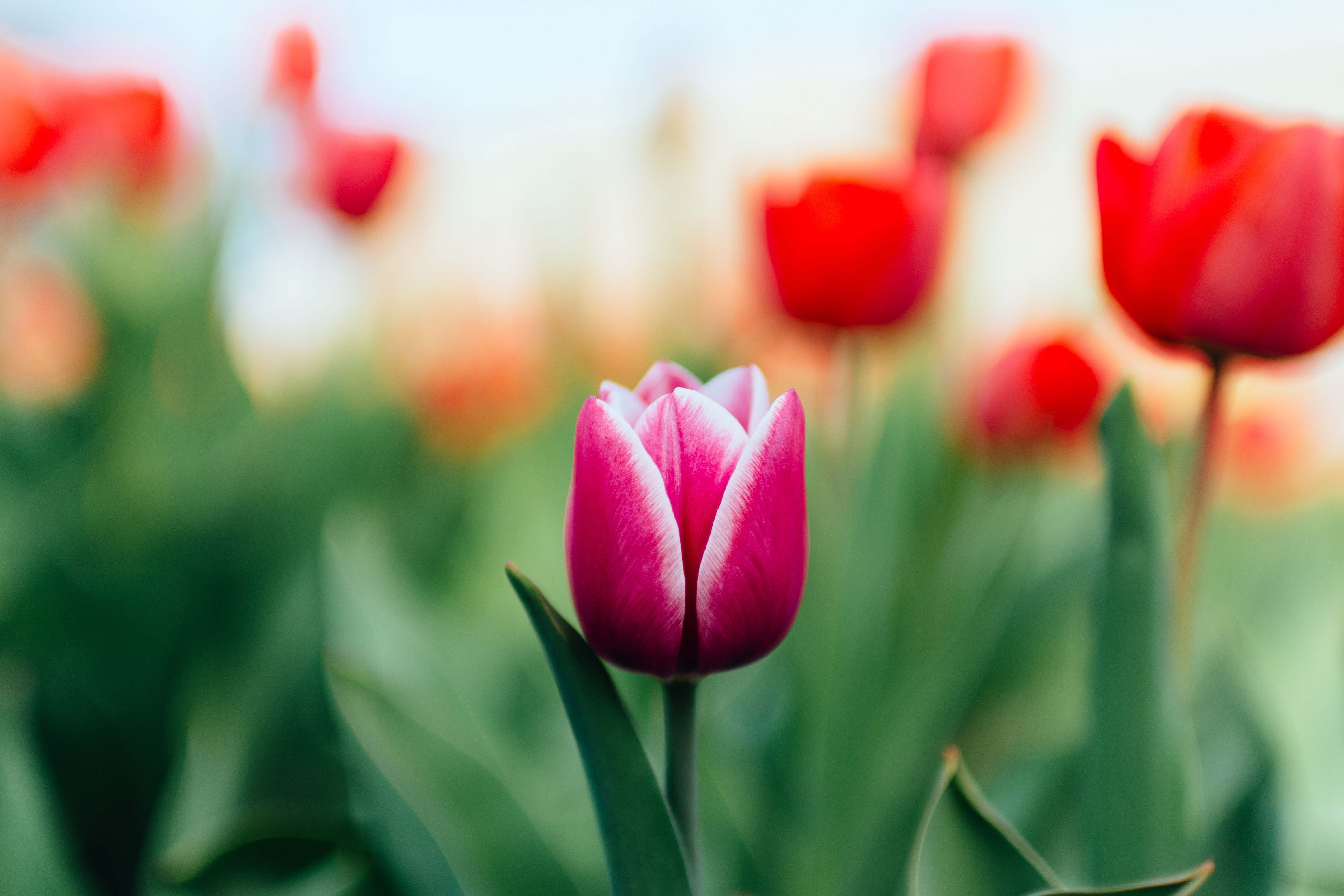 Colorful Tulip - HD Wallpaper 