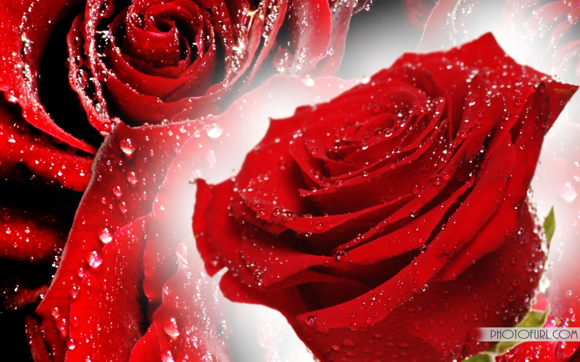 1920x1200, 
 Data Id 270333 
 Data Src /walls/full/0/a/f/270333 - Red Rose Flower Image Download - HD Wallpaper 