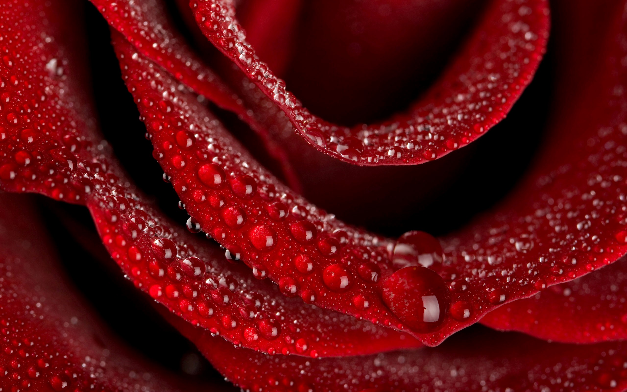full screen rose wallpaper hd