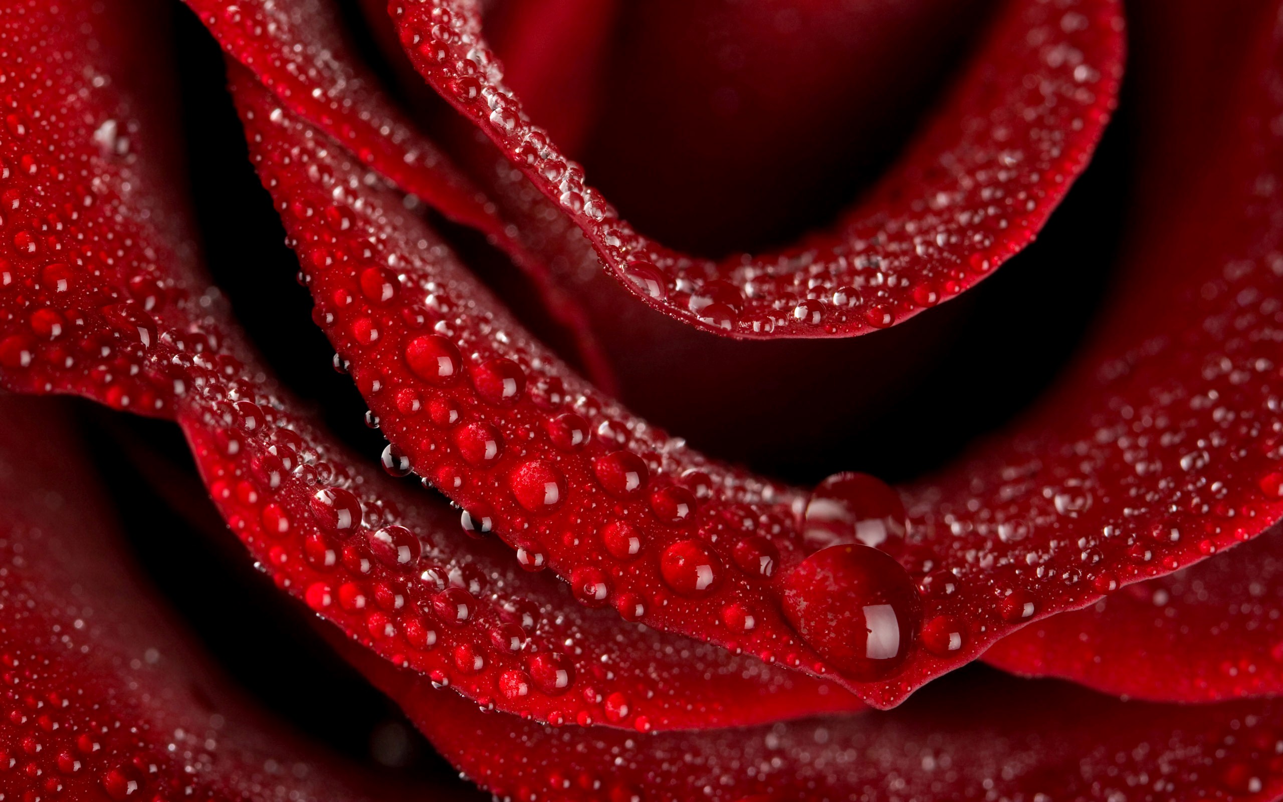 A Beautiful Red Rose Wallpapers Download - Full Screen Rose Wallpaper Hd - HD Wallpaper 