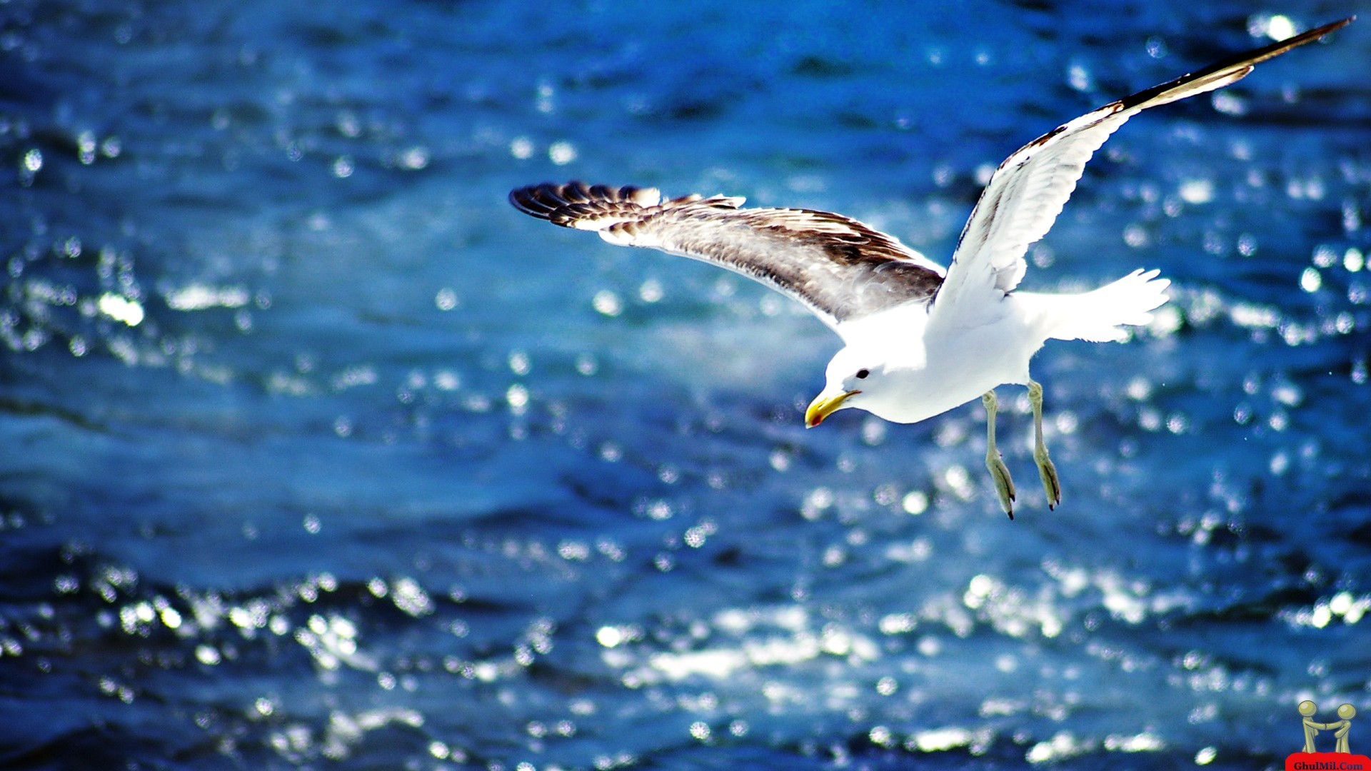 Beautiful Wallpaper Download 20 
 Data Src Beautiful - Seagulls Flying Over Water - HD Wallpaper 